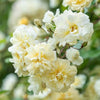 Rosa 'Auscanary' ~ Malvern Hills® Rose