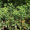 Euphorbia amygdaloides var. robbiae ~ Wood Spurge