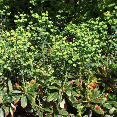 Euphorbia amygdaloides var. robbiae ~ Wood Spurge