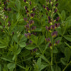 Baptisia x variicolor 'Twilite' ~ Prairieblue™ Twilite Baptisia, False Indigo