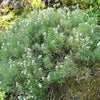 Satureja montana ~ Winter Savory