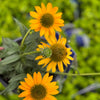 Echinacea 'TNECHKY' PP29922 ~ Kismet® Yellow Coneflower