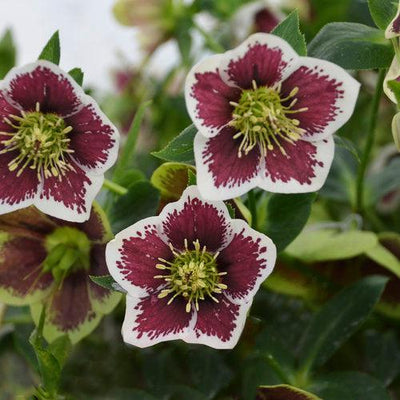 Helleborus 'Romantic Getaway' ~ Honeymoon® Romantic Getaway Lenten Rose