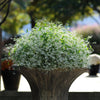 Euphorbia hypericifolia 'Balbrewite' ~ Breathless® White Euphorbia