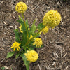 Echinacea 'Lemon' ~ Sunny Days™ Lemon Coneflower