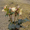 Helleborus x ericsmithii 'Cohesh740' ~ HGC® Joker Lenten Rose