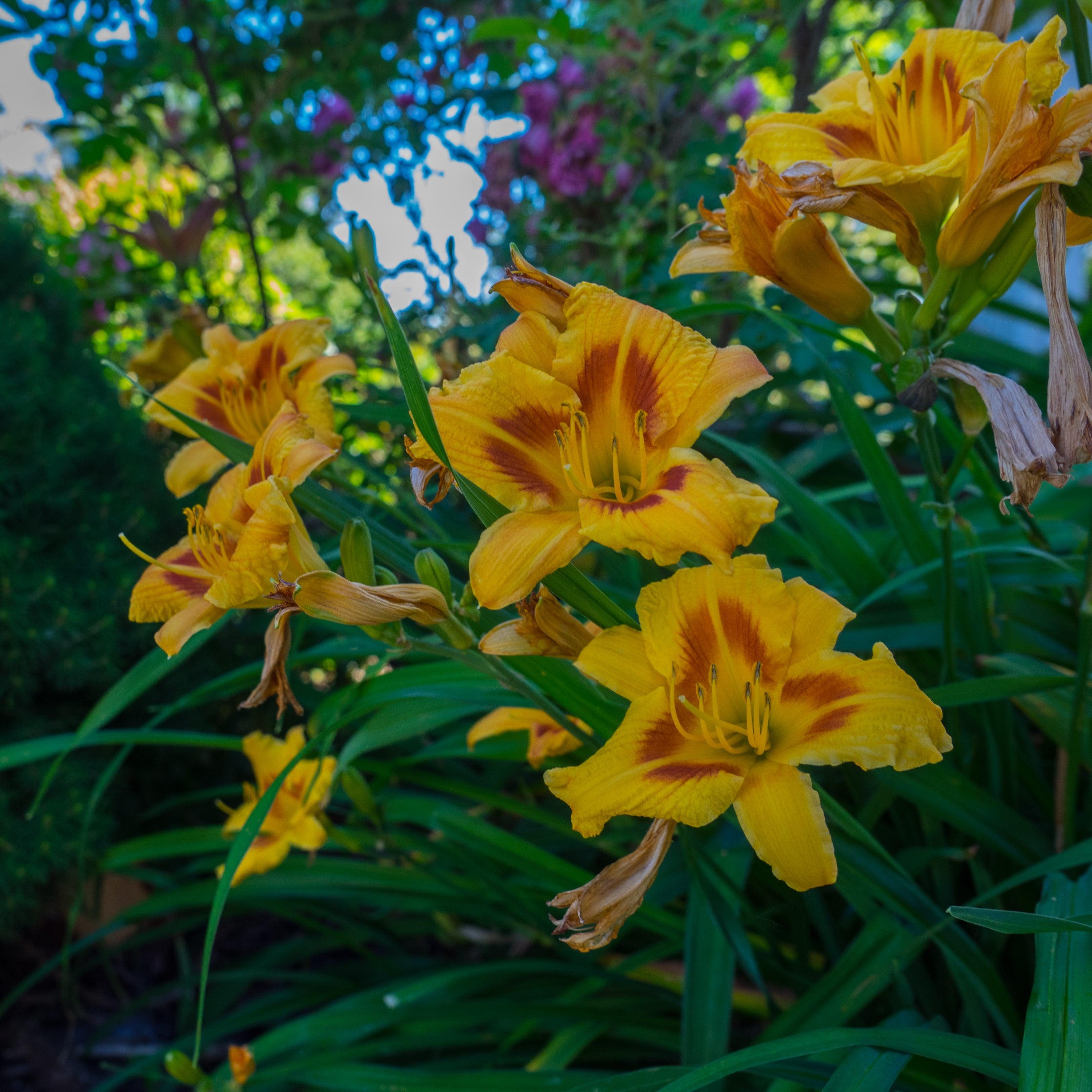 ｌｉｌｙ 　nella. x Garden of eden stella Hemerocallis 'Black Eyed Stella' ~ Black Eyed Stella Daylily