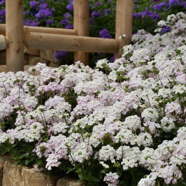 Verbena peruviana 'Balendish' PP25839 ~ EnduraScape™ White Blush