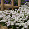 Verbena peruviana 'Balendish' PP25839 ~ EnduraScape™ White Blush Verbena