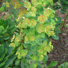 Euphorbia amygdaloides var. robbiae ~ Wood Spurge