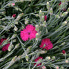 Dianthus x 'Neon Star' ~ Neon Star Dianthus