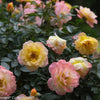 Rosa 'Chewnicebell' PP26532 ~ PW® Color Choice® OSO Easy Italian Ice® Rose