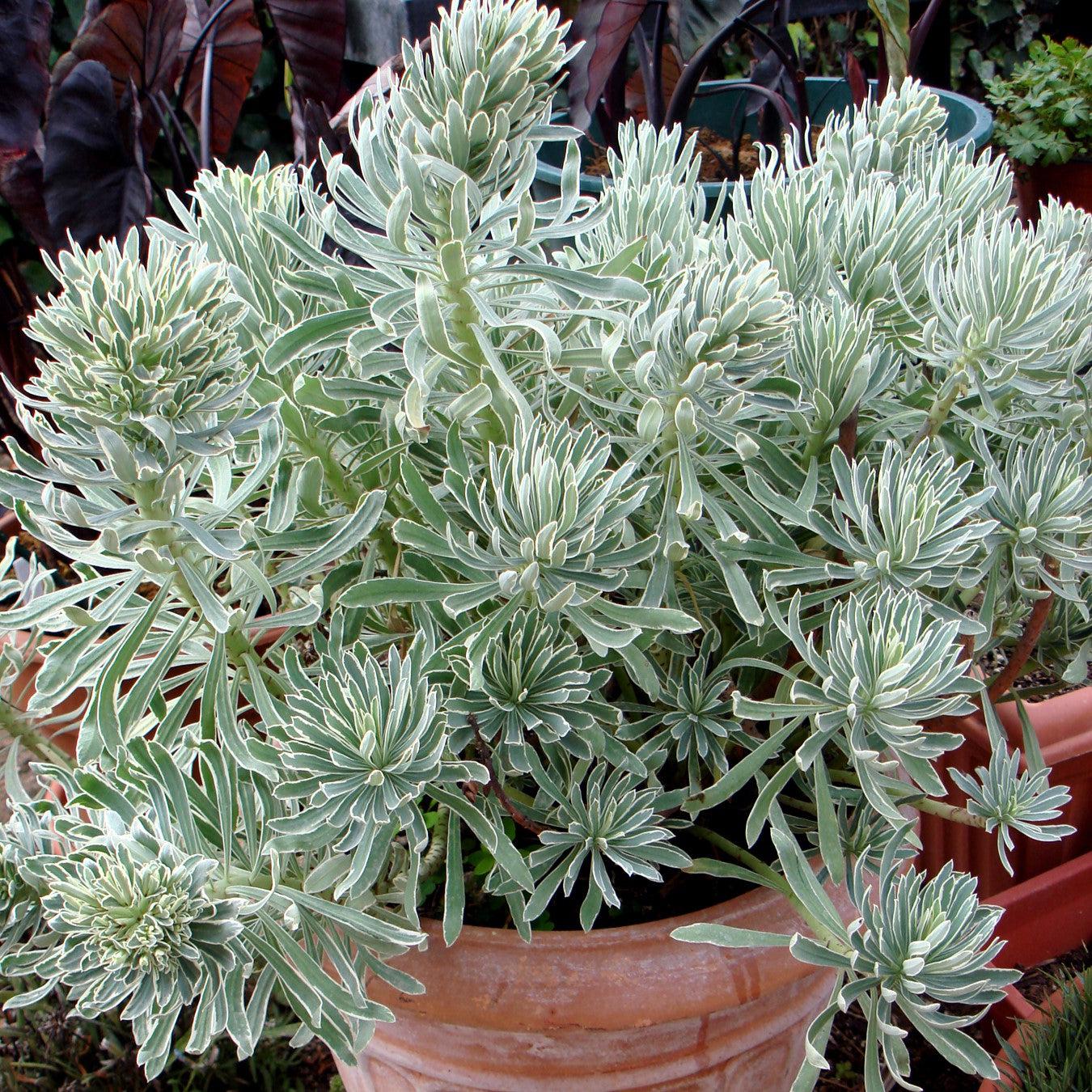 Euphorbia x martinii 'Glacier Blue' ~ Sahara™ Glacier Blue Euphorbia