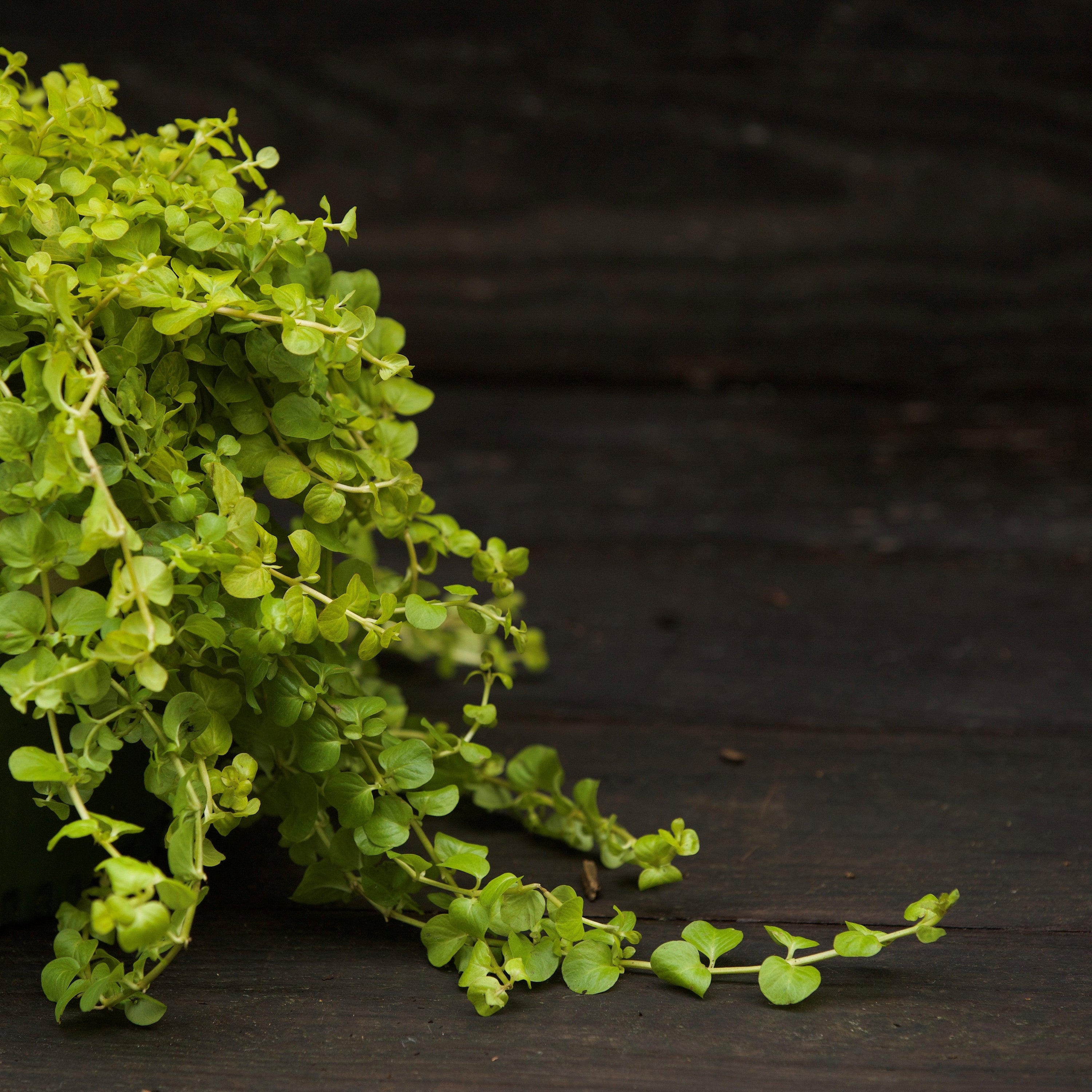creeping jenny indoor plant Lysimachia nummularia 'Aurea' ~ Golden Creeping Jenny – Riverbend Nursery
