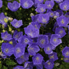 Campanula carpatica 'Pearl Deep Blue' ~ Pearl Deep Blue Bellflower