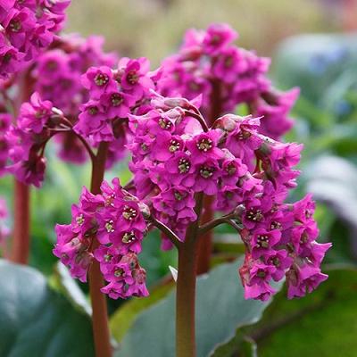 Bergenia cordifolia 'Rotblum' ~ Rotblum Bergenia