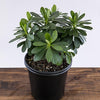 Euphorbia amygdaloides var. robbiae ~ Wood Spurge