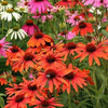 Echinacea 'Orange Skipper' ~ Butterfly™ Orange Skipper Echinacea, Coneflower