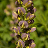 Baptisia x variicolor 'Twilite' ~ Prairieblue™ Twilite Baptisia, False Indigo