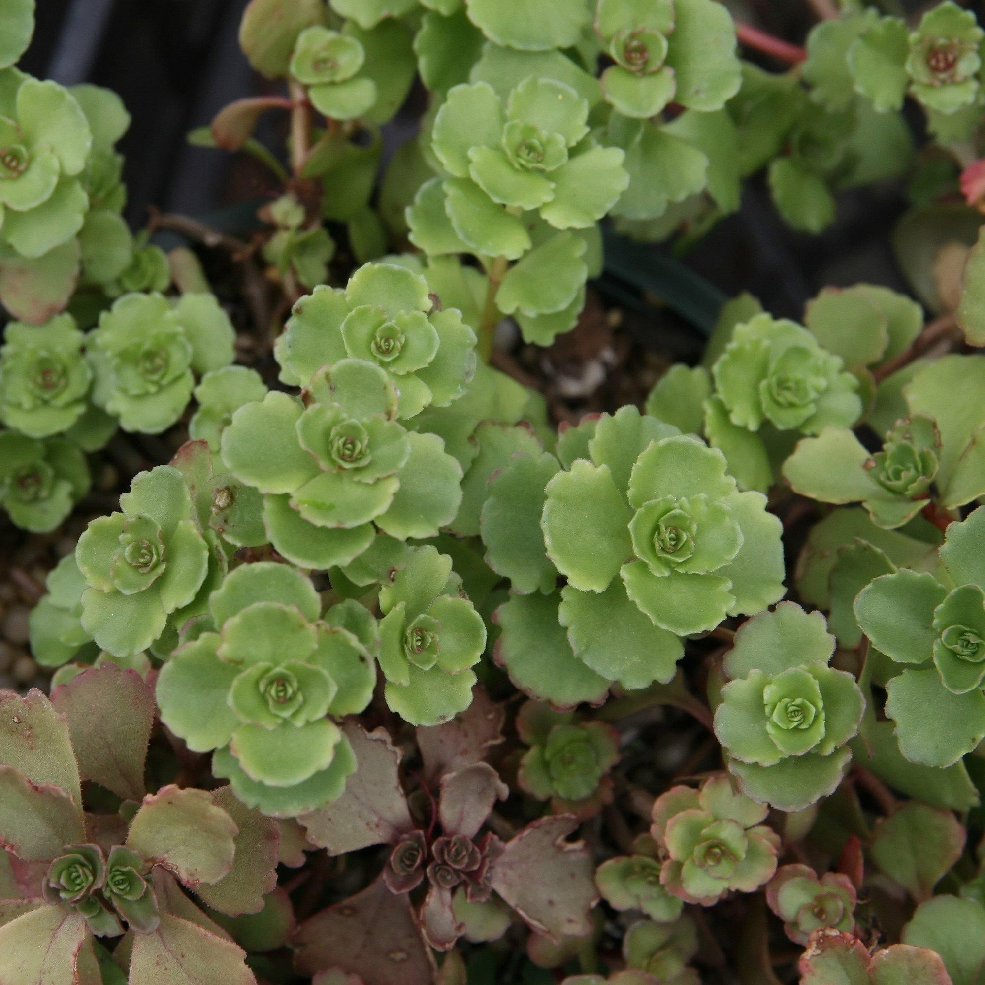 Sedum spurium 'John Creech' ~ John Creech Stonecrop