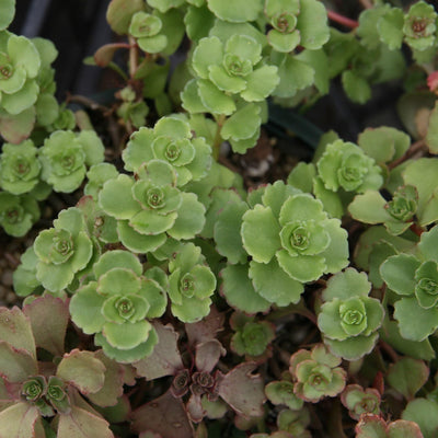 Sedum spurium 'John Creech' ~ John Creech Stonecrop