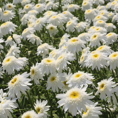 Leucanthemum x superbum ‘Carpet Angel' ~ Carpet Angel Daisy™ Shasta Daisy