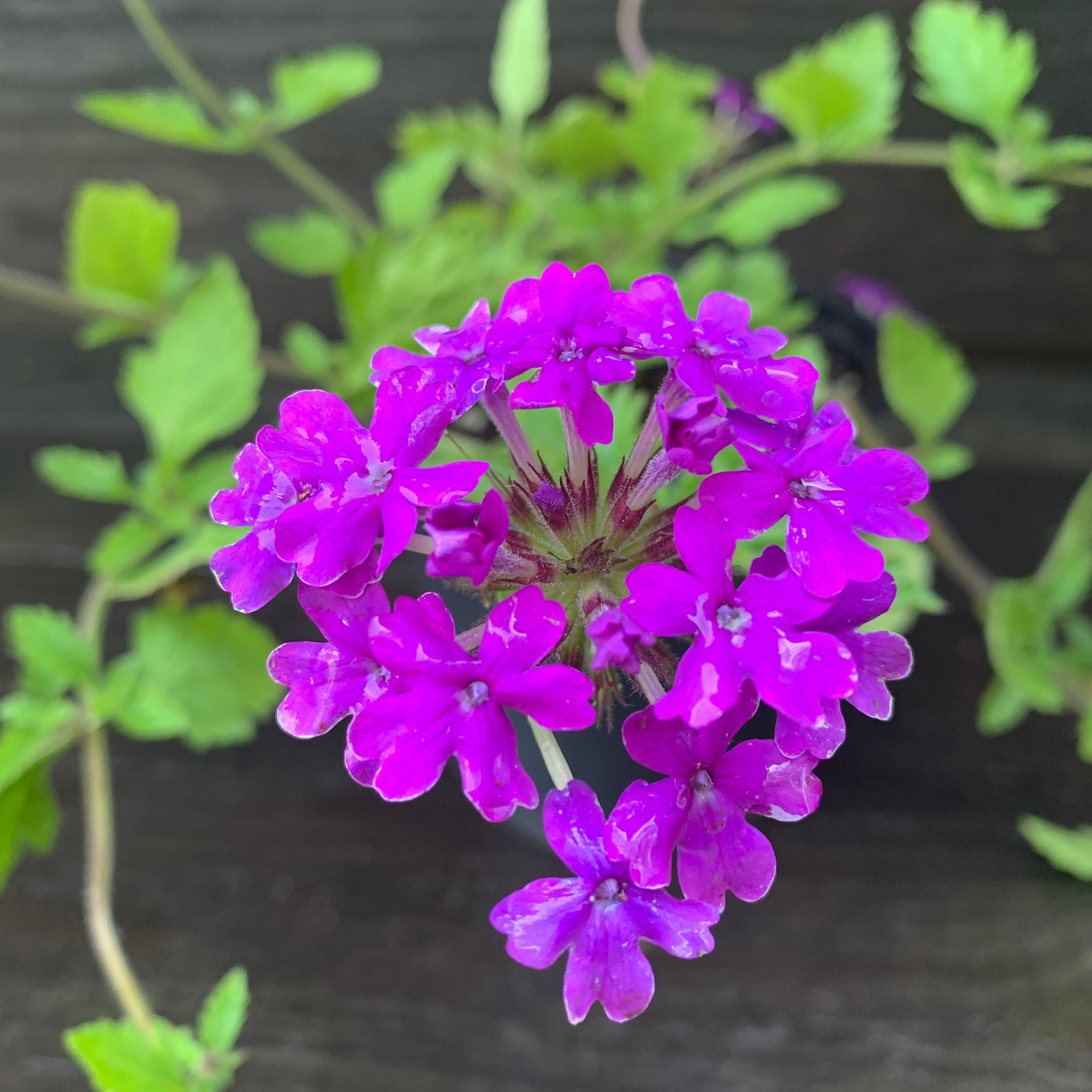 Verbena canadensis 'Homestead Purple' ~ Purple Spreader™ Garden