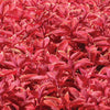 Solenostemon scutellarioides 'Wizard® Sunset Coleus' ~ Wizard® Sunset Coleus