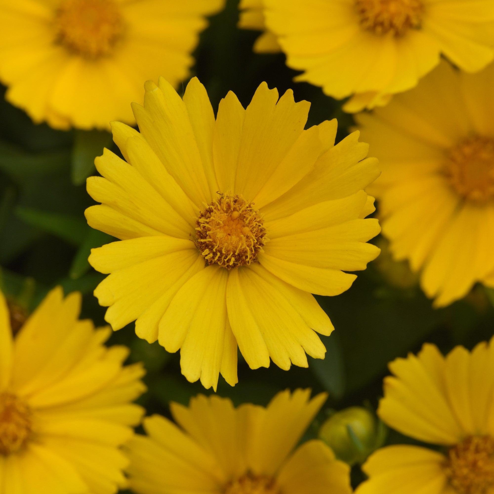 Coreopsis 'Baluptold' ~ Uptick™ Gold Tickseed