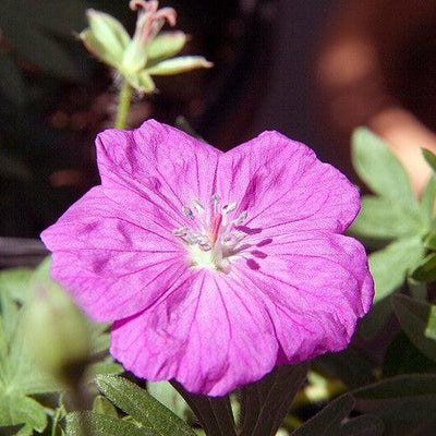 Geranium sanguineum 'New Hampshire Purple' ~ New Hampshire Purple Geranium