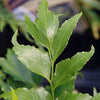 Cyrtomium falcatum 'Rochfordianum' ~ Rochford's Holly Fern