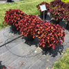 Solenostemon scutellarioides 'Main Street Wall Street' ~ Main Street Wall Street™ Coleus
