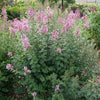 Syringa x 'SMNSPH' USPP 35,93 ~ Bloomerang® Ballet™ Lilac