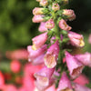 Digitalis 'Balroxose' ~ Arctic Fox Rose Foxglove
