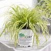 Carex oshimensis 'Eversheen' PP25938 ~ Evercolor® Eversheen Variegated Sedge
