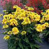 Echinacea 'Lemon' ~ Sunny Days™ Lemon Coneflower
