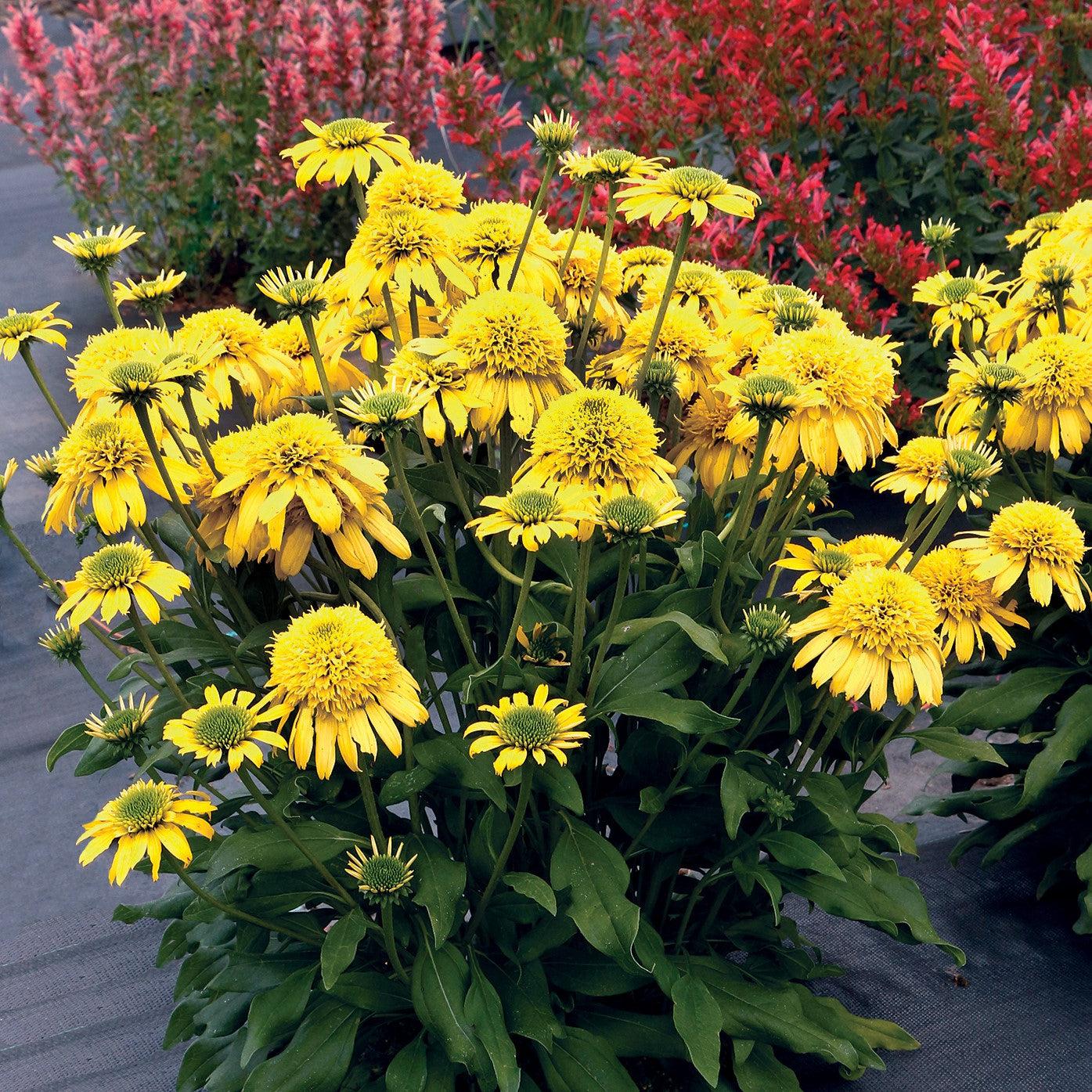 Echinacea 'Lemon' ~ Sunny Days™ Lemon Coneflower
