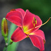 Hemerocallis 'Ruby Stella' ~ Ruby Stella D'Oro Daylily