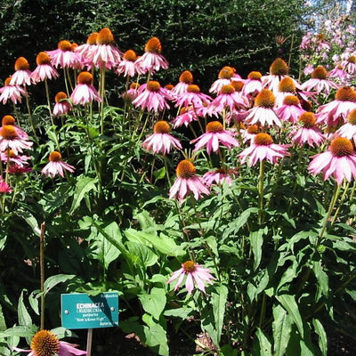 Echinacea purpurea 'Kim's Knee High' ~ Kim's Knee High Echinacea, Coneflower