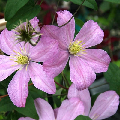 Clematis 'Comtesse de Bouchaud' ~ Comtesse de Bouchaud Clematis