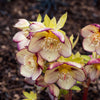 Helleborus 'French Kiss' ~ Honeymoon® French Kiss Lenten Rose