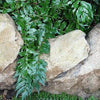 Cyrtomium falcatum 'Rochfordianum' ~ Rochford's Holly Fern