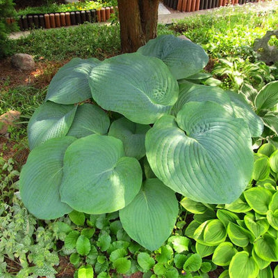 Hosta 'T Rex' ~ T Rex Hosta