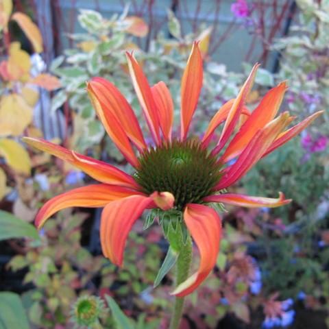 Echinacea 'Tomato Soup' ~ Tomato Soup Echinacea, Coneflower – Riverbend  Nursery