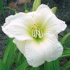Hemerocallis 'Gentle Shepherd' ~ Gentle Shepherd Daylily