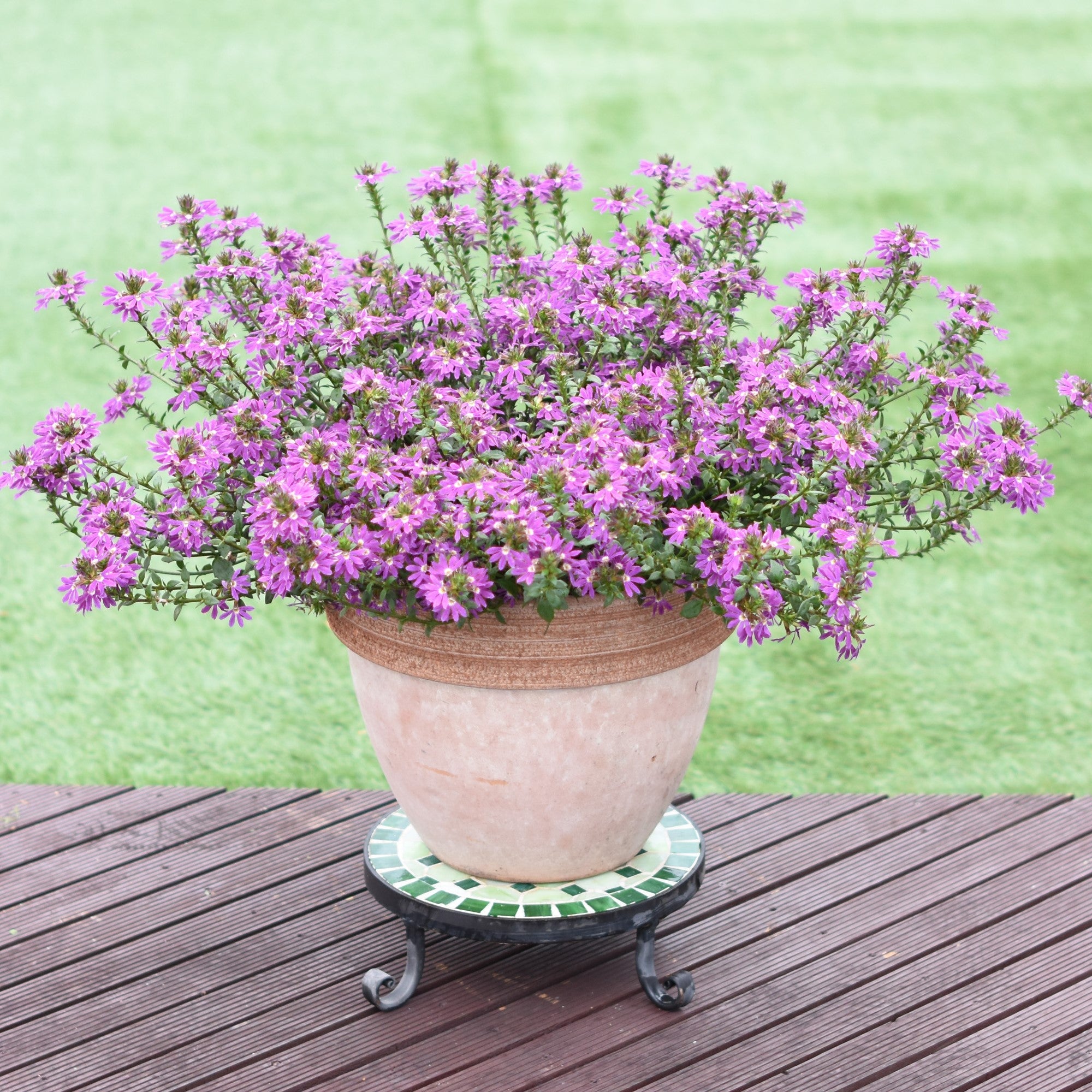 Scaevola 'Surdiva Purple' ~ SURDIVA® Purple Fan Flower – Riverbend Nursery
