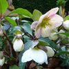 Helleborus x ericsmithii 'BLT02' ~ Angel Glow® Lenten Rose