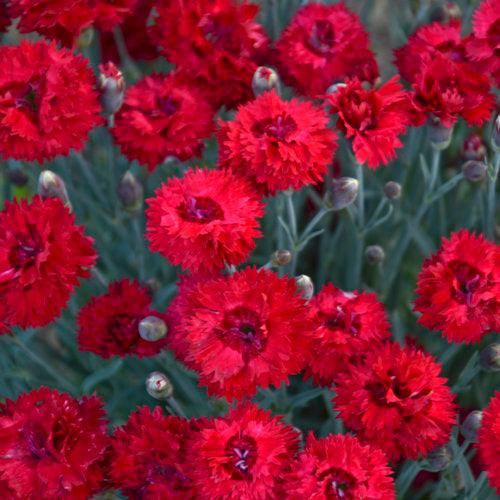 Dianthus 'Maraschino' ~ Fruit Punch® Maraschino Dianthus