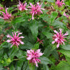 Monarda didyma 'Balbalmink' ~ Balmy™ Pink Bee Balm