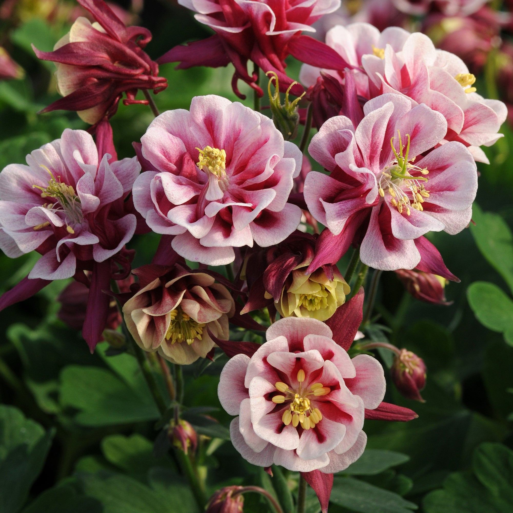 Aquilegia vulgaris 'Winky Double Red-White' ~ Winky Double Red-White Columbine